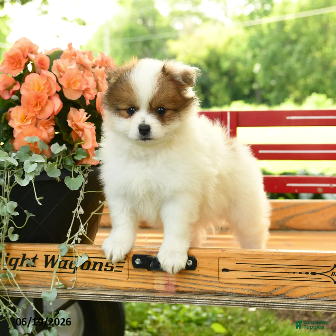 Pomeranian dogs for sale: Buffalino - Ad 2