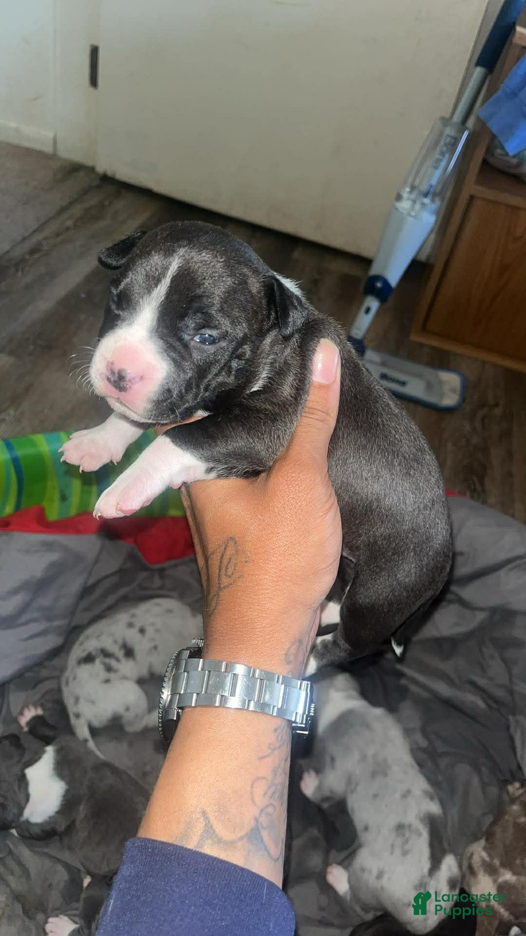 American Bully dogs American Bully Puppy 11 - Ad 40
