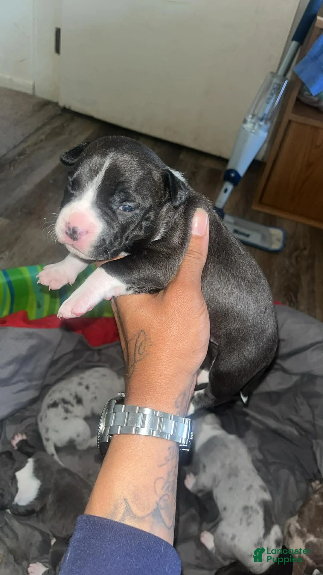 American Bully dogs for sale: American Bully Puppy 11 - Ad 1