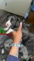American Bully Puppy 11