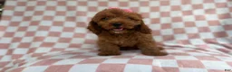Cavapoo dogs for sale: Reba - Ad 8