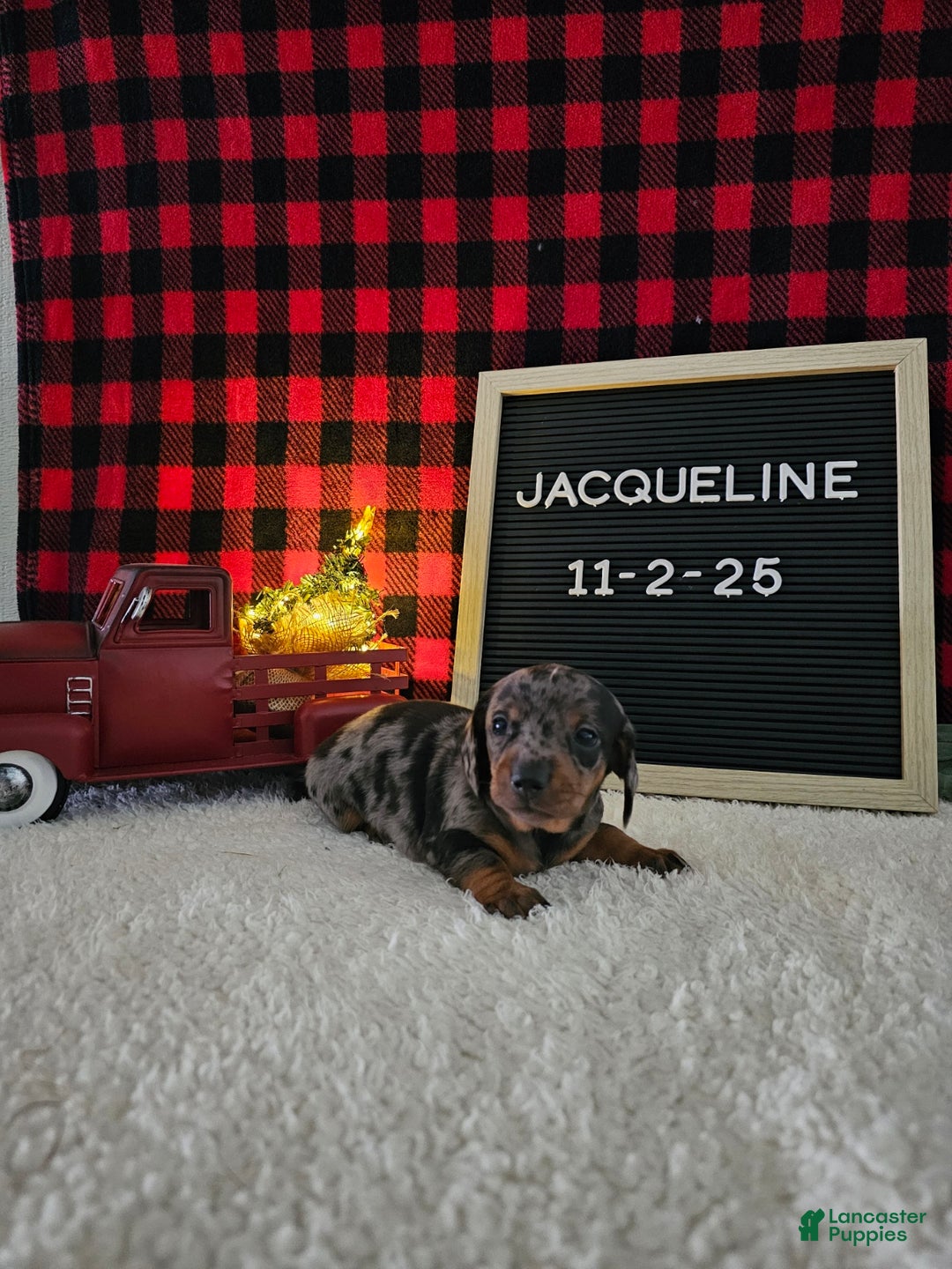 Miniature Dachshund dogs for sale: Jacqueline - Ad 6