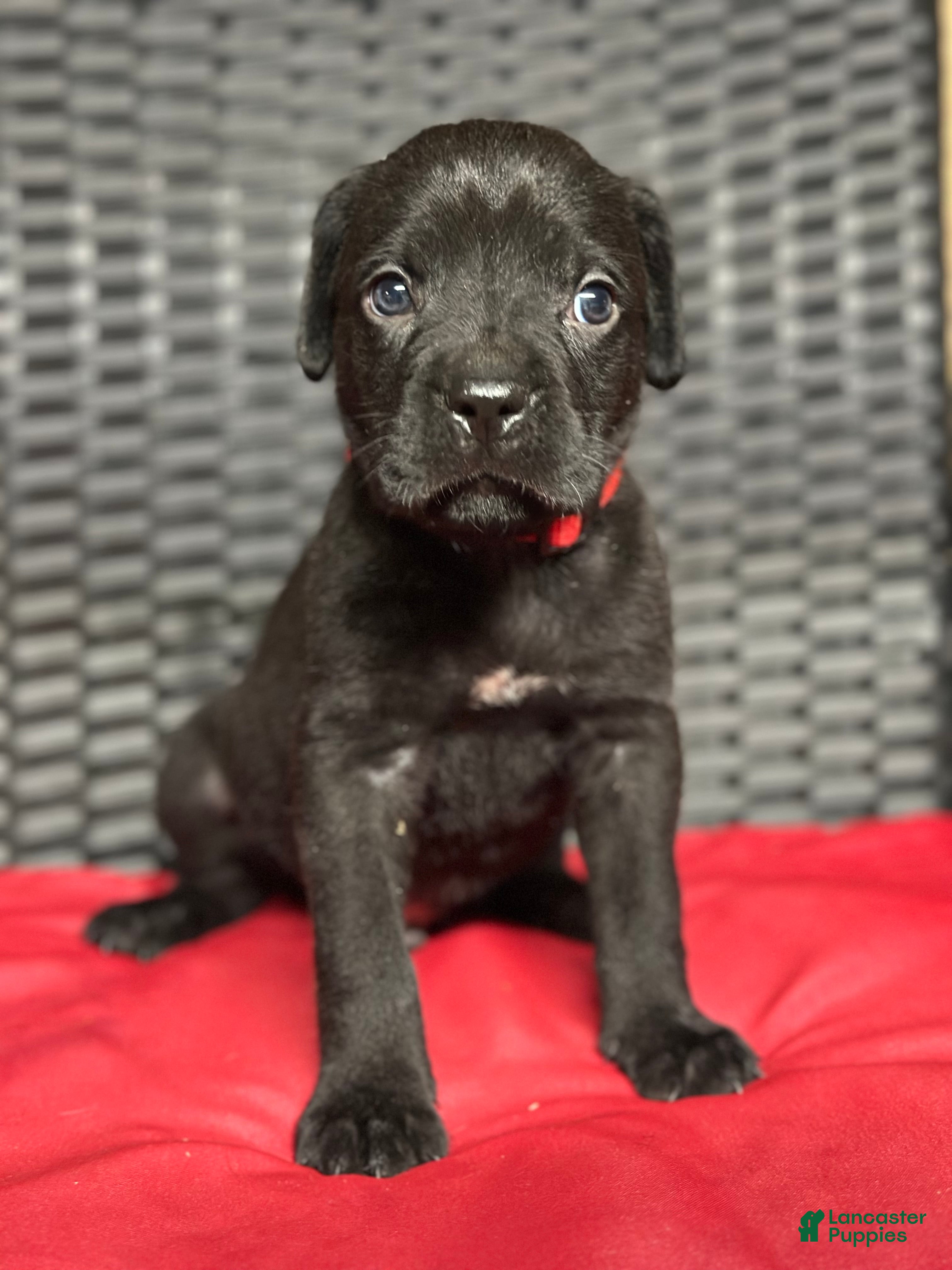 Cane Corso dogs Phoenix - Ad 26