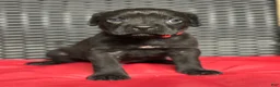 Cane Corso dogs for sale: Phoenix - Ad 1