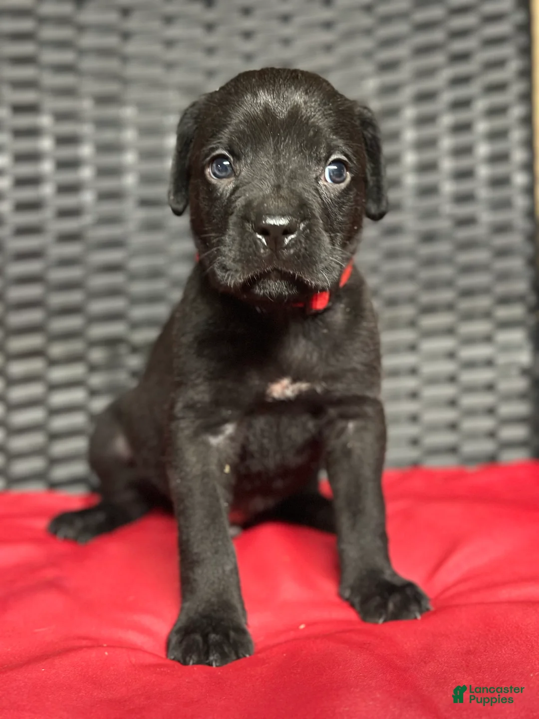 Cane Corso dogs for sale: Phoenix - Ad 1