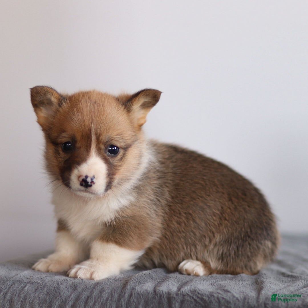 Welsh Corgi Pembroke dogs for sale: Kenny Welsh Corgi Pembroke - Ad 1
