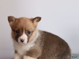 Welsh Corgi Pembroke dogs for sale: Kenny Welsh Corgi Pembroke - Ad 2