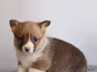 Welsh Corgi Pembroke dogs Kenny Welsh Corgi Pembroke - Ad 14