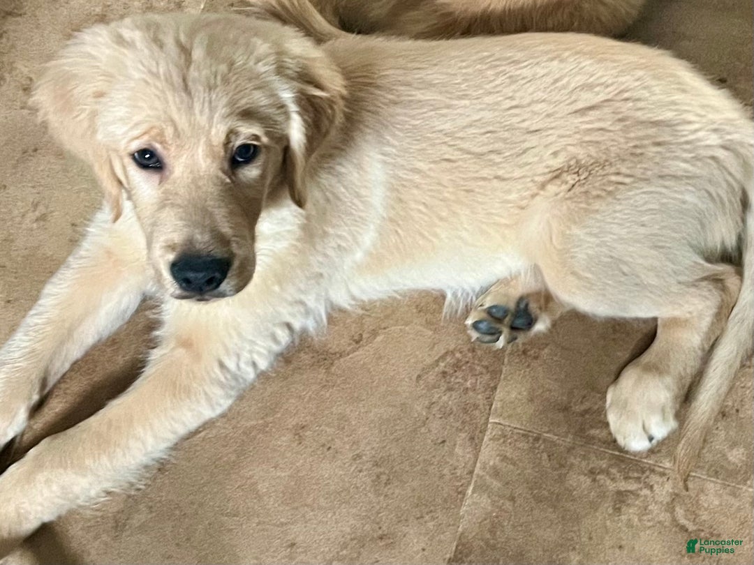 Golden Retriever dogs for sale: Golden Retriever Puppy 1 - Ad 3