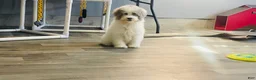 Miniature Poodle dogs for sale: Dimples Miniature Poodle  - Ad 7