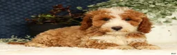 Mini Goldendoodle dogs for sale: Vern - Ad 4