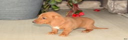 Dachshund dogs for sale: Sasha - Genetic Tested Parents - Ad 3