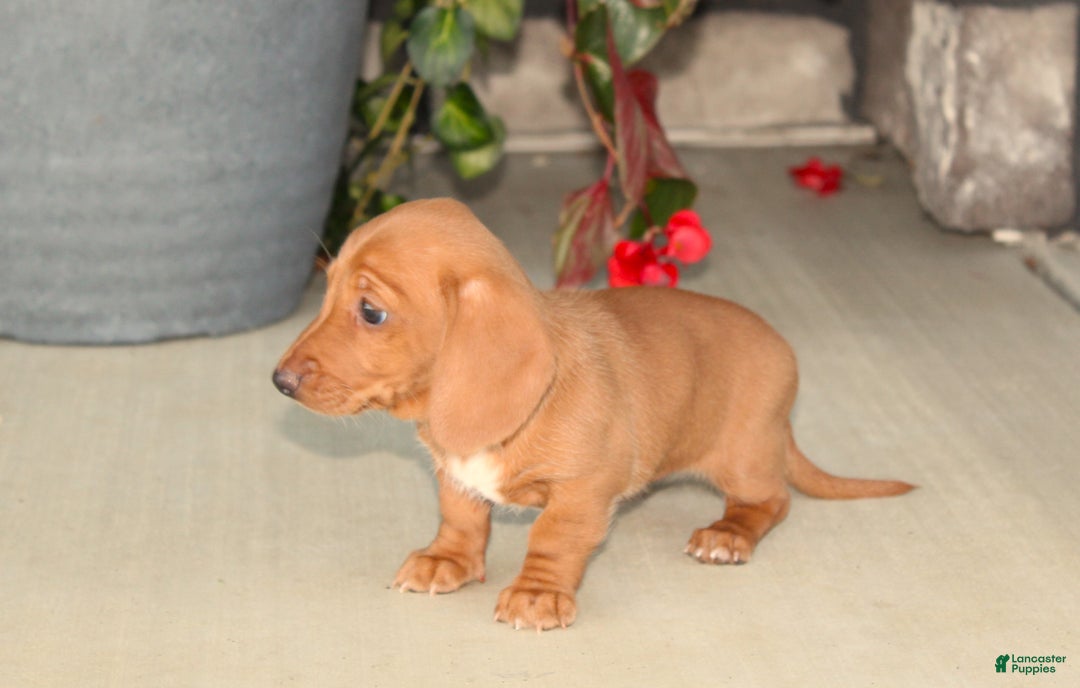 Dachshund dogs for sale: Sasha - Genetic Tested Parents - Ad 3