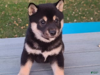 Shiba Inu dogs Ricky - Ad 37