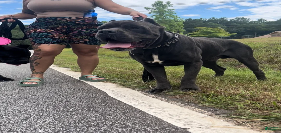 Gallery Image {{count}}