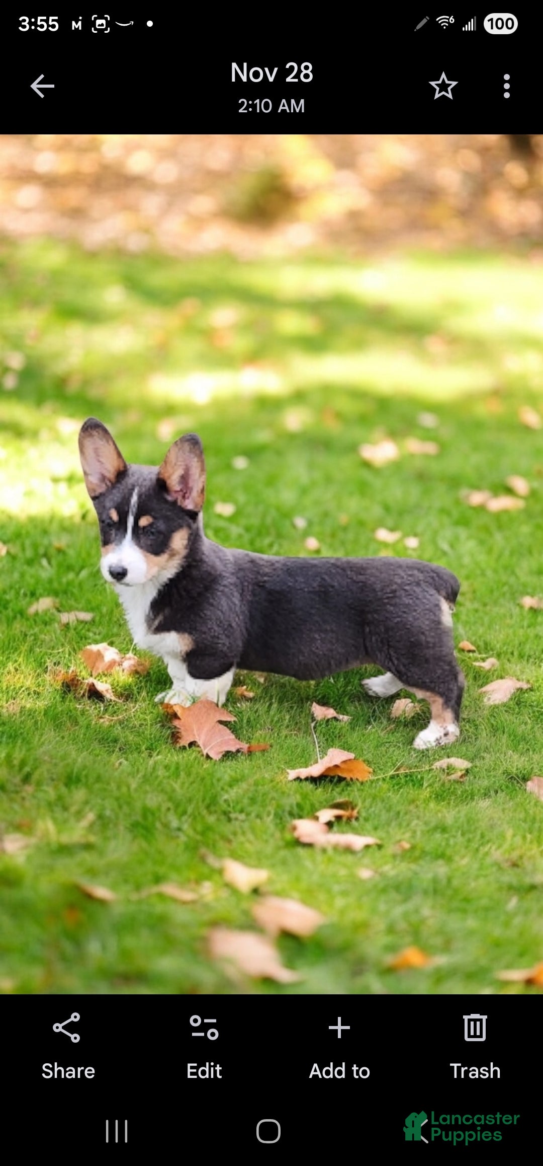 Welsh Corgi Pembroke dogs for sale: Apple Bluie - Ad 14