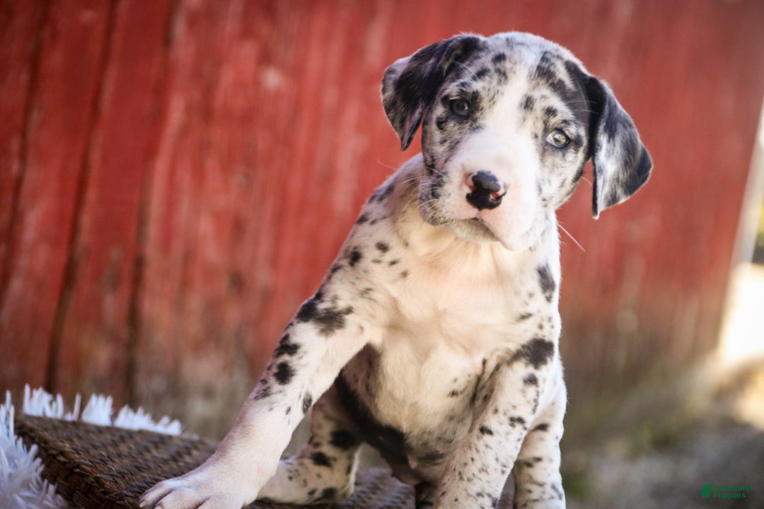 Great Dane dogs for sale: Lorelai - Ad 4