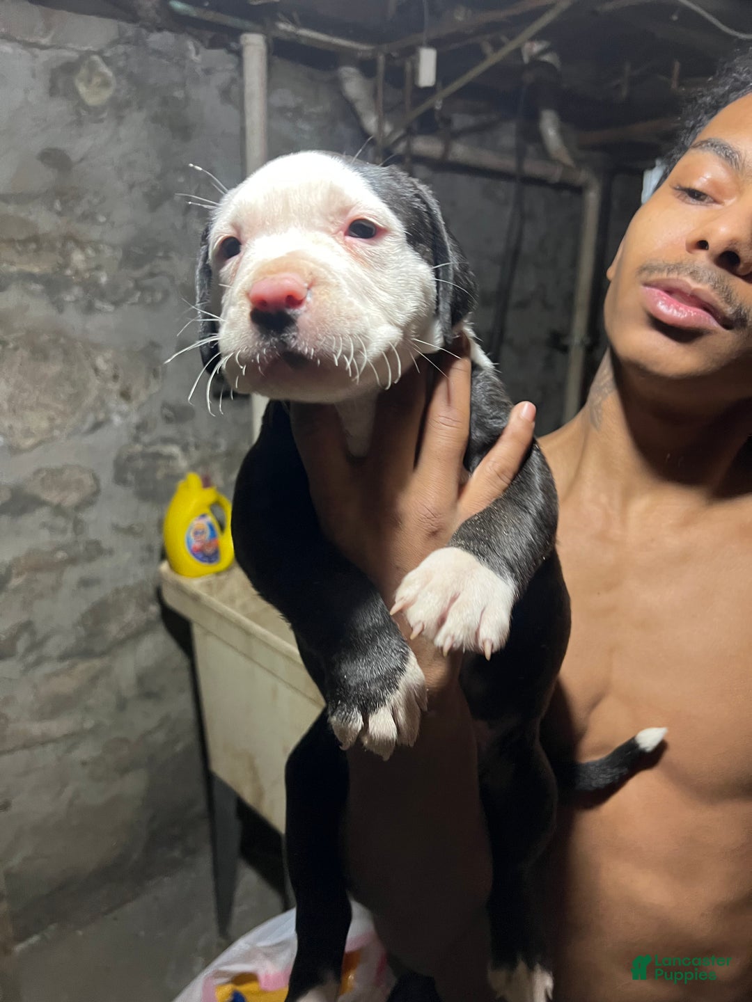 American Pit Bull Terrier dogs for sale: Chubbs - Ad 5