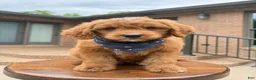 Mini Goldendoodle dogs for sale: Duke ❤️😘 - Ad 9