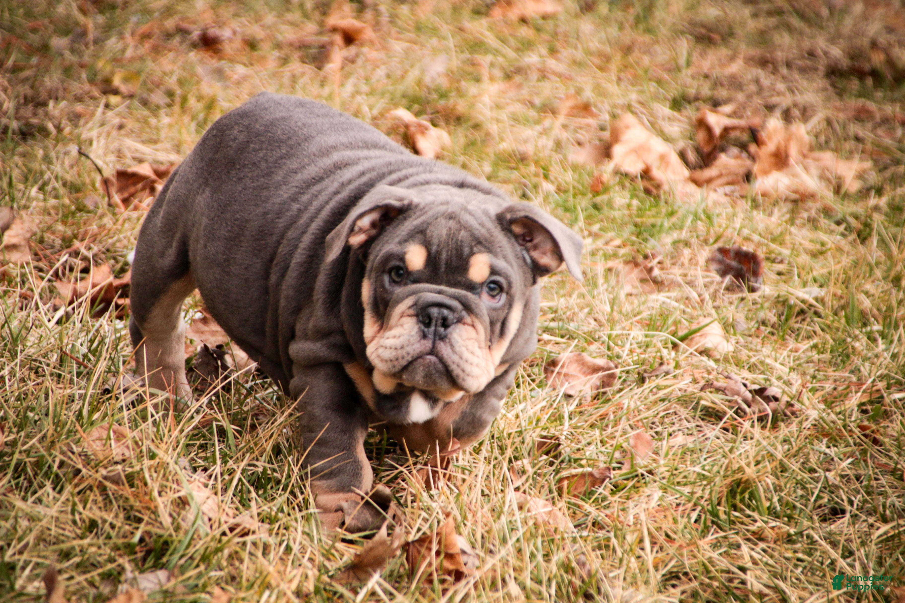 English Bulldog dogs Xena - Ad 1