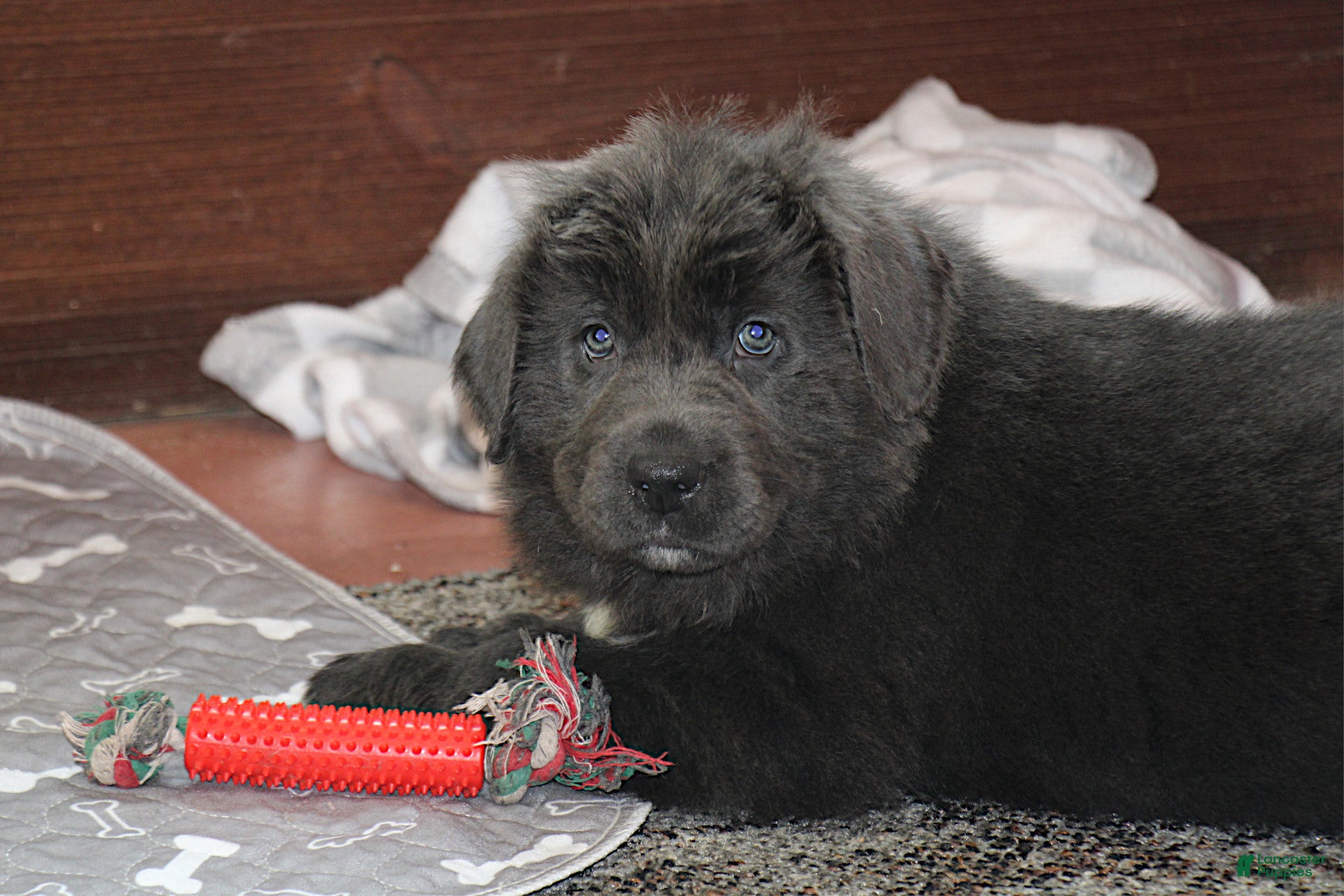 Newfoundland dogs Dolly - Ad 2