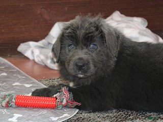 Newfoundland dogs Dolly - Ad 2