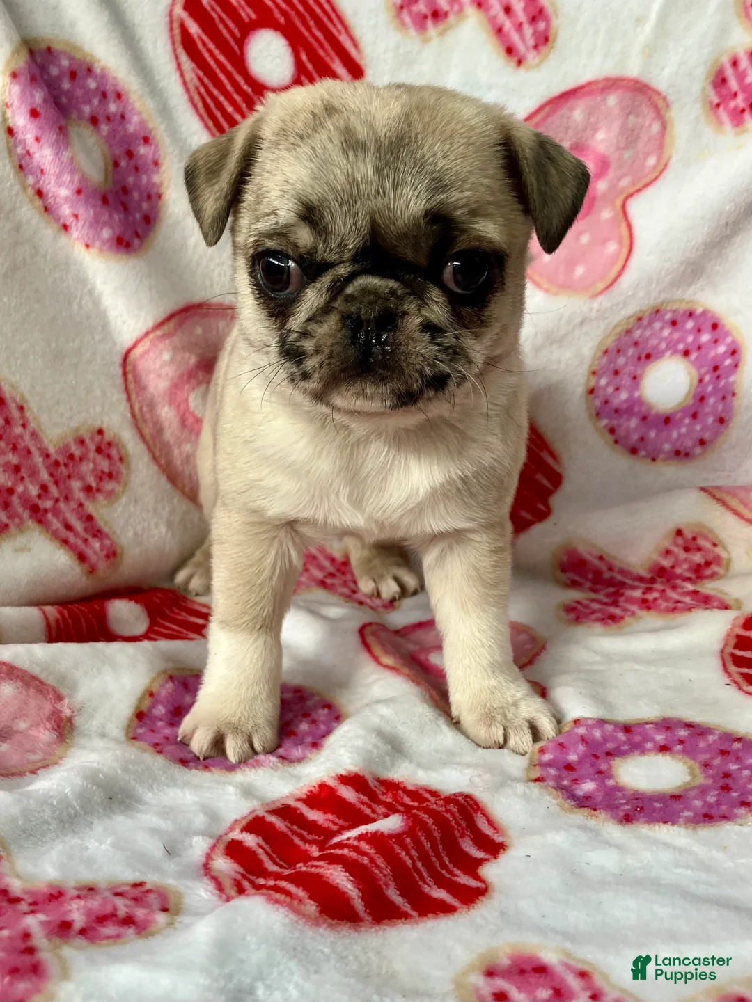 Pug dogs for sale: Sky - Ad 4