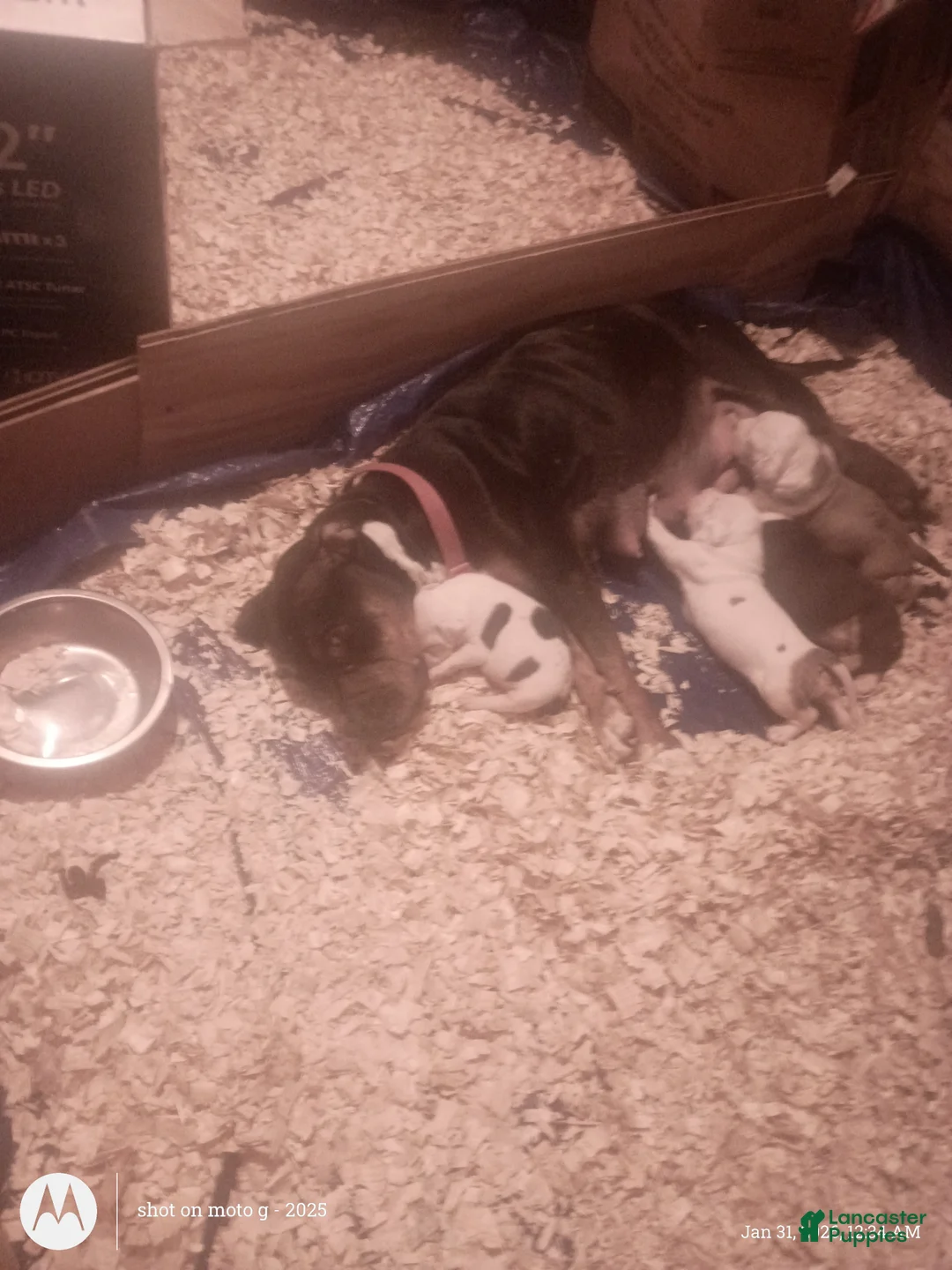 American Pit Bull Terrier dogs for sale: American Pit Bull Terrier Puppy 5 - Ad 5