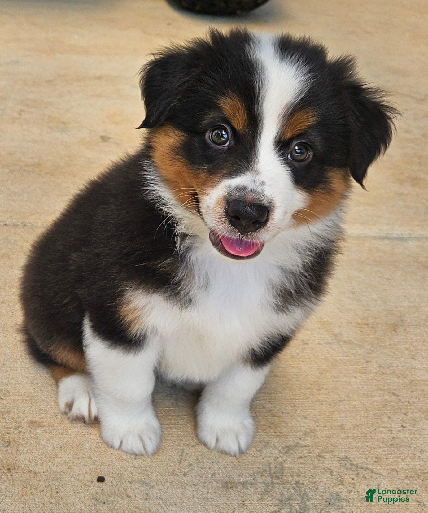 Australian Shepherd dogs Adorable Black Tri Male Puppy with Classic Markings - Ad 18