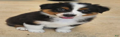 Adorable Black Tri Male Puppy with Classic Markings