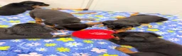 Rottweiler dogs for sale: Rottweiler 6 - Ad 14