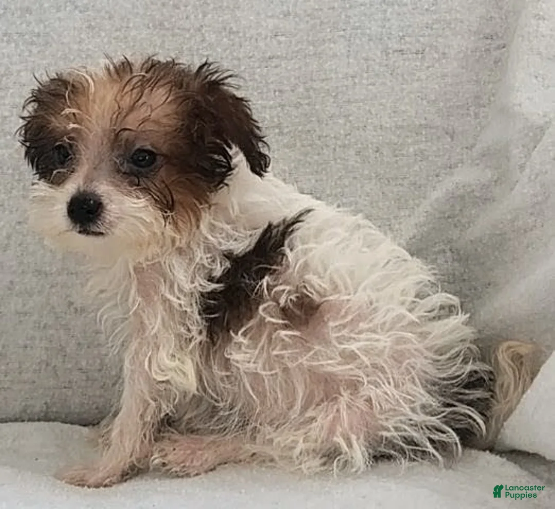 Mixed Breed dogs for sale: Teddy - Ad 10