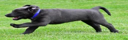 Labrador Retriever dogs for sale: Reno - Ad 8