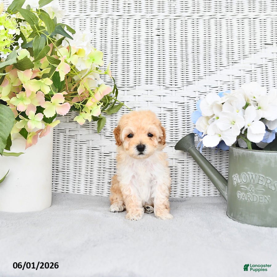 Mini Aussiedoodle dogs for sale: Buddy - Ad 2