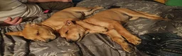 Mixed Breed dogs for sale: Squeeks - Ad 4