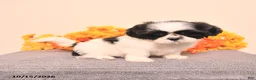 Shih Tzu dogs for sale: Ginger - Ad 3
