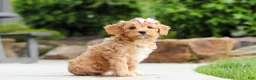 Cavapoo dogs for sale: Hazel - Ad 3