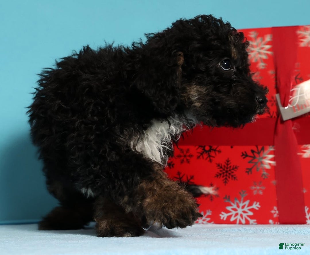 Mini Bernedoodle dogs for sale: Asher - Ad 8