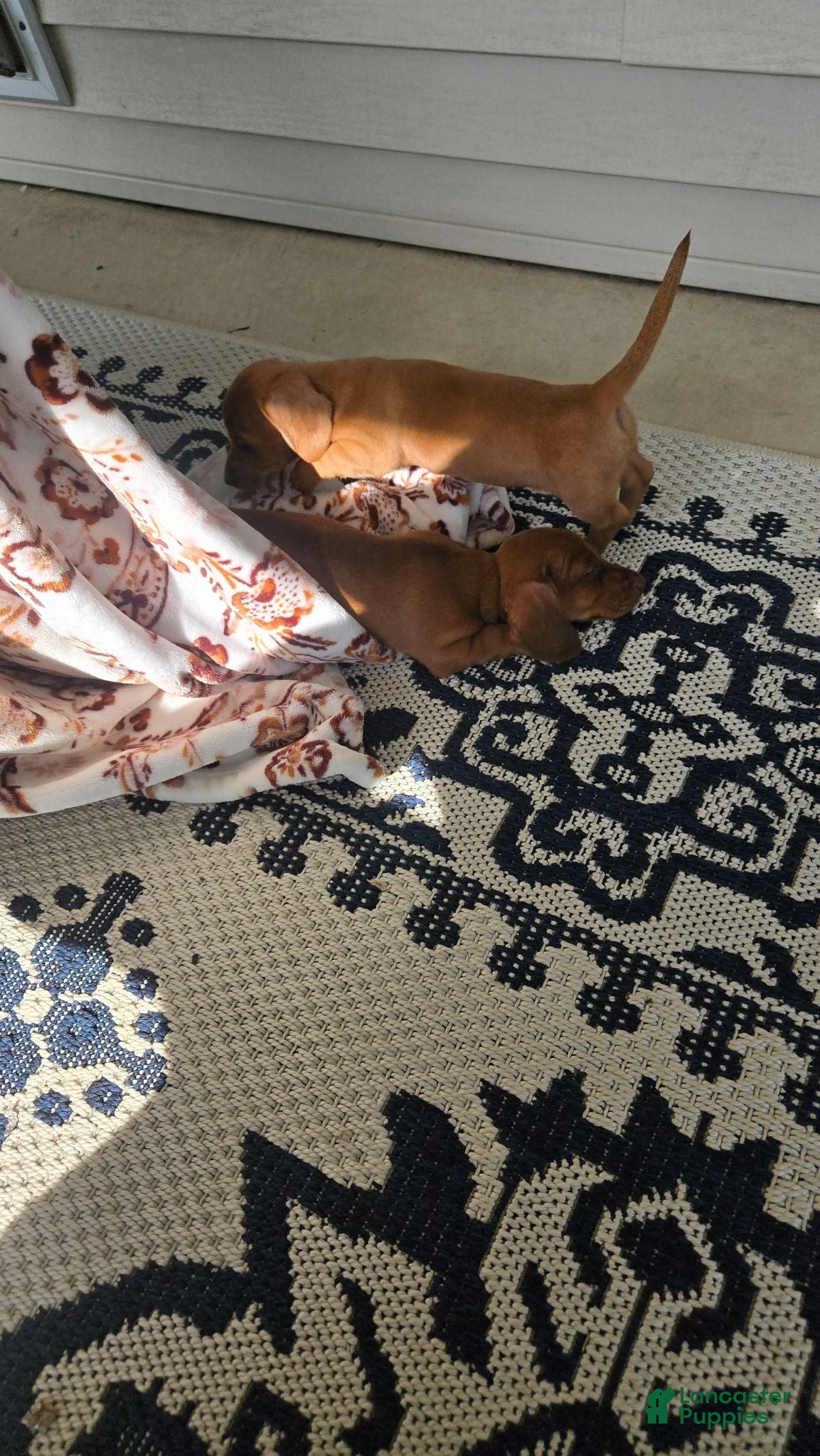 Miniature Dachshund dogs Miniature Dachshund 1 - Ad 2