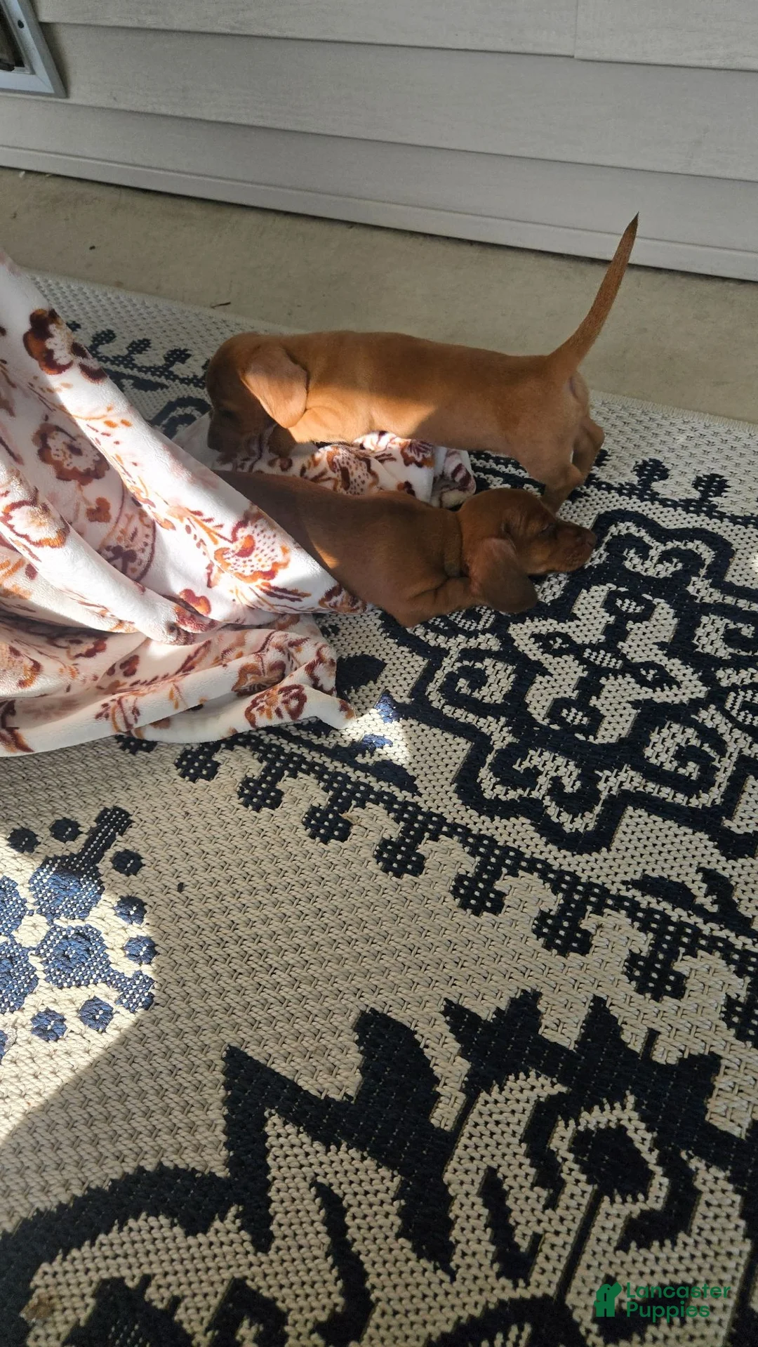 Miniature Dachshund dogs for sale: Miniature Dachshund 1 - Ad 2