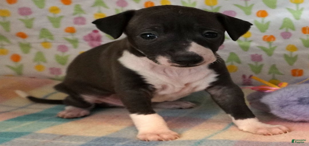 Gallery Image {{count}}