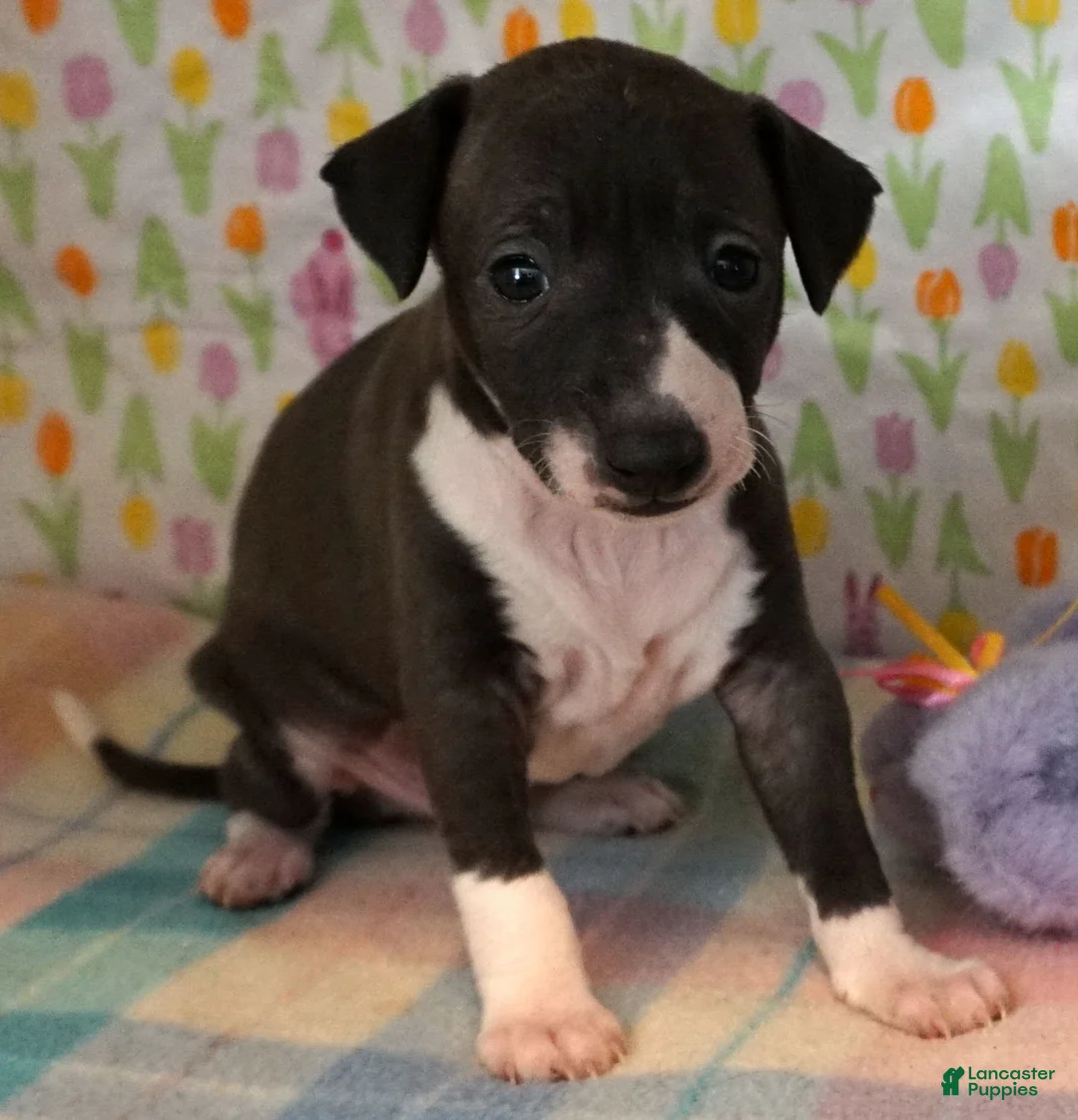 Gallery Image {{count}}