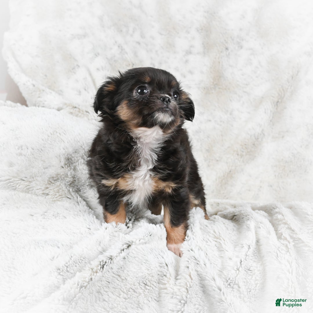 Chihuahua dogs for sale: Sally - Ad 5