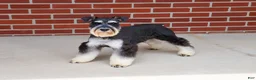 Miniature Schnauzer dogs for sale: Jasper  - Ad 2