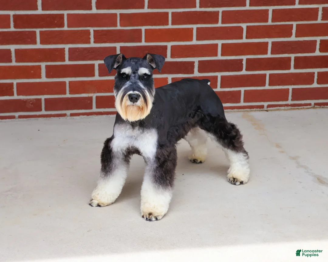 Miniature Schnauzer dogs for sale: Jasper  - Ad 2