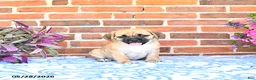 Puggle dogs for sale: Rosia - Ad 3