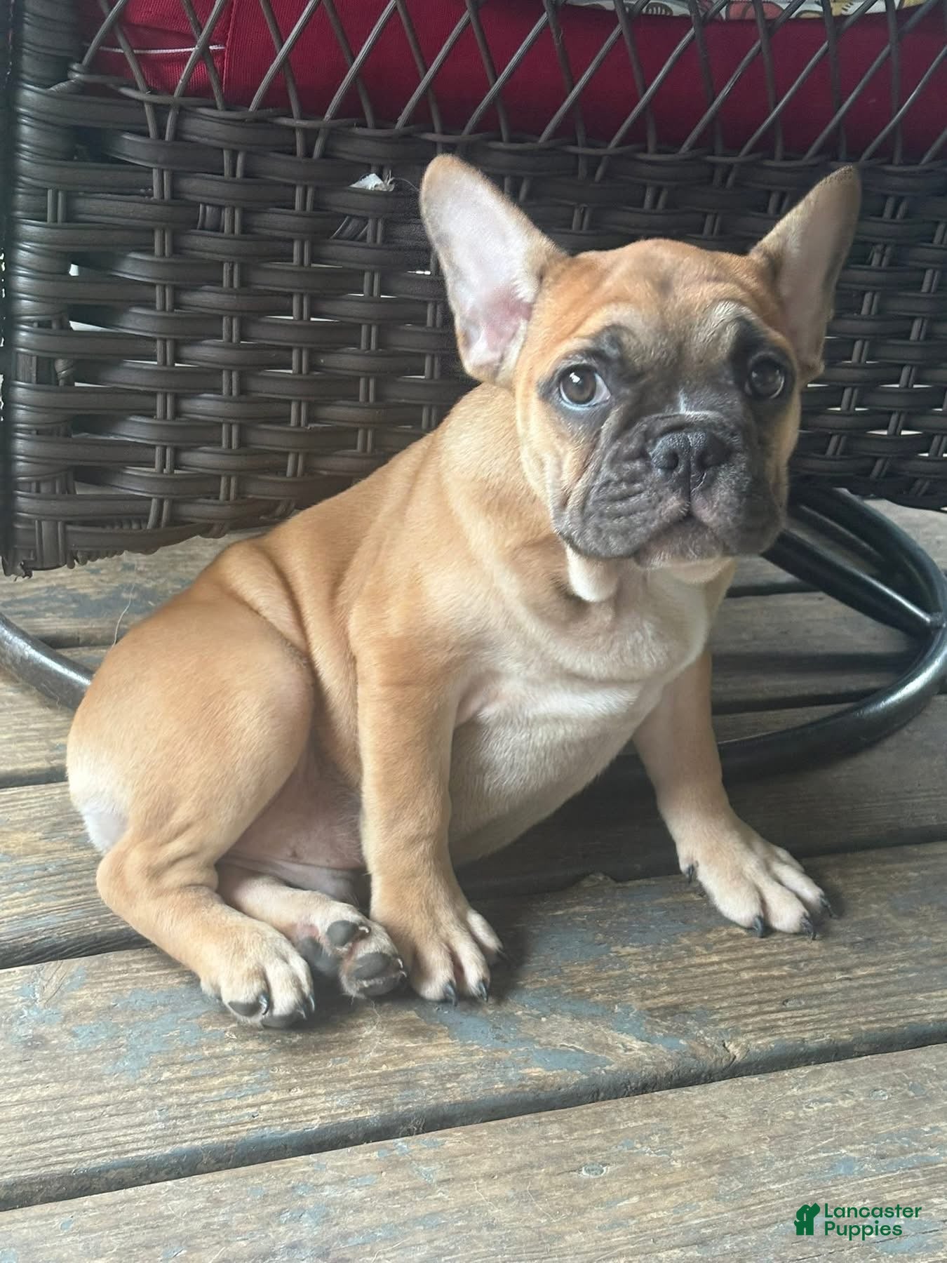 French Bulldog dogs French Bulldog 1 - Ad 1