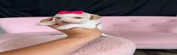 Miniature Poodle dogs for sale: Akc Clear 🧬 tested Chocolate Phantom Parti Girl  - Ad 6