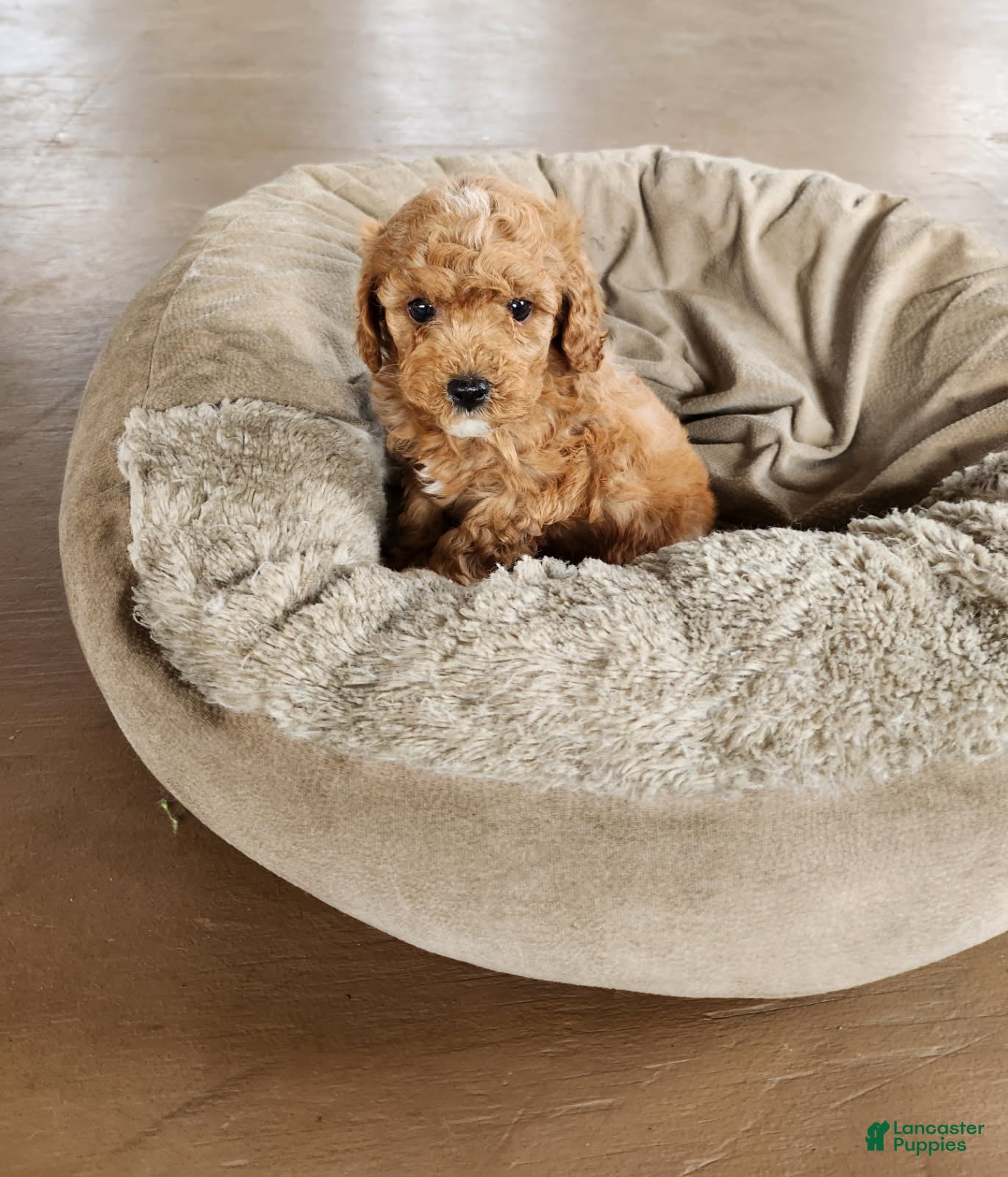 Cavapoo dogs Tango - Ad 34