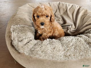 Cavapoo dogs Tango - Ad 34